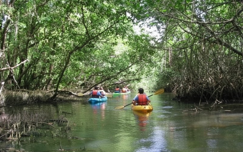 Mangrove et canal de Ducos