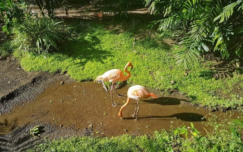 Zoo de la Martinique